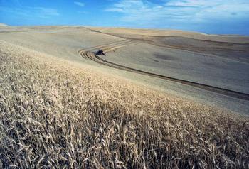 Food-grade wheat, 2026 harvest — 250 t, Fălești