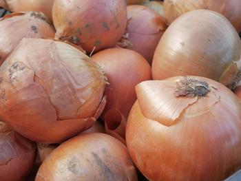 Yellow onion, 2026 harvest — 300 t, Hîncești