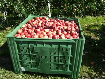 Apples Idared, 2026 harvest — 60 t, Soroca