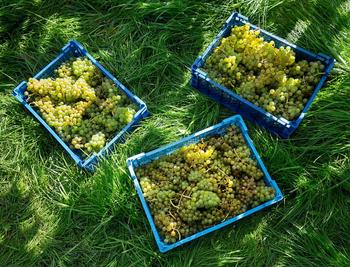 Table grapes Italia, 2026 harvest — 35 t, Criuleni