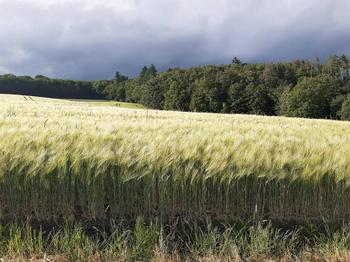 Feed barley, 2026 harvest — 180 t, Rîșcani