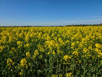 Rapeseed, 2026 harvest — 150 t, Soroca