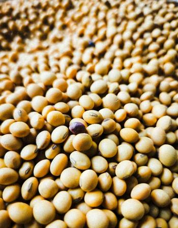 Soybean non-GMO, 2026 harvest — 120 t, Edineț